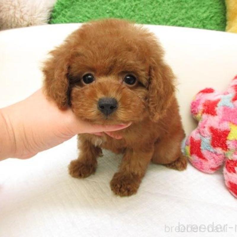 販売中の大阪府のトイプードル-438782の2枚目