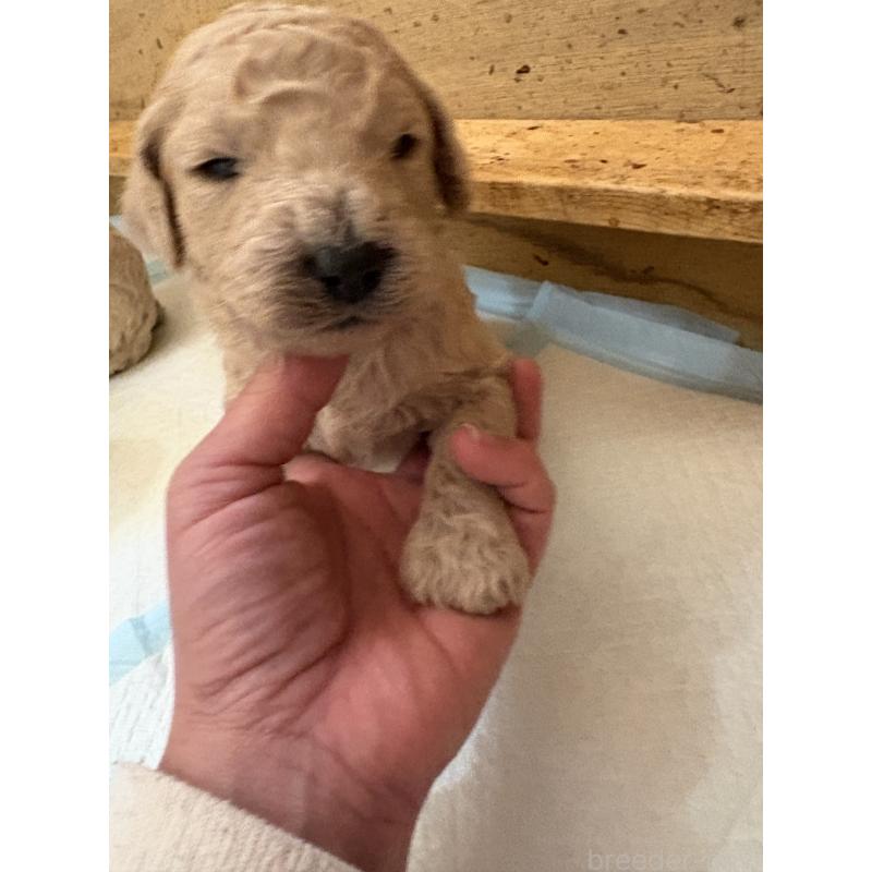 販売中の愛知県のスタンダードプードル-437218