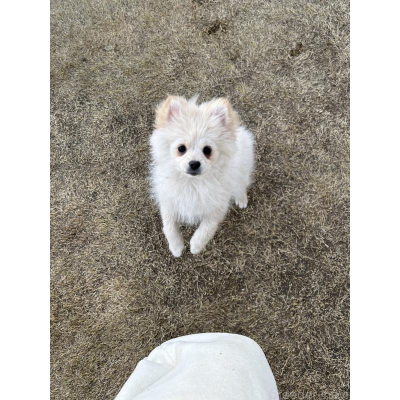 販売中の群馬県のポメラニアン-420949の4枚目