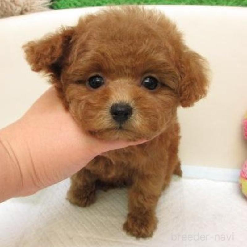 販売中の大阪府のトイプードル-438784