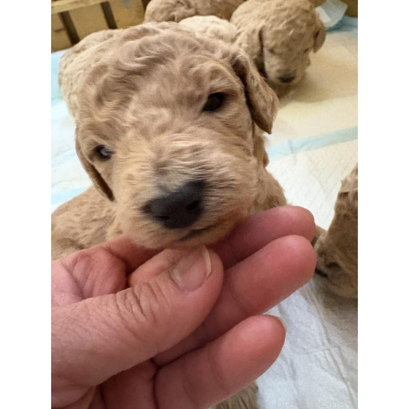 成約済の愛知県のスタンダードプードル-437220の3枚目