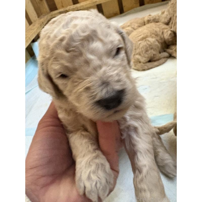 販売中の愛知県のスタンダードプードル-437222