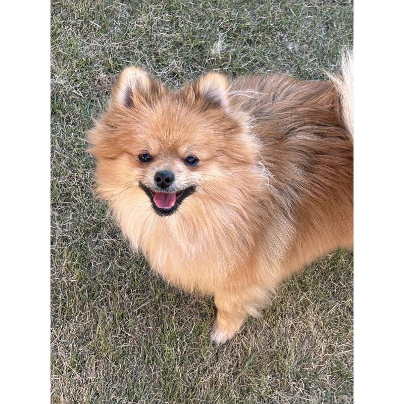 成約済の群馬県のポメラニアン-402755の6枚目