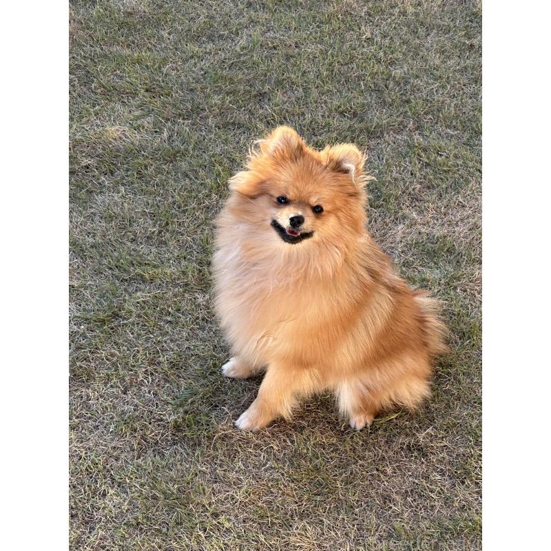 成約済の群馬県のポメラニアン-402755の5枚目