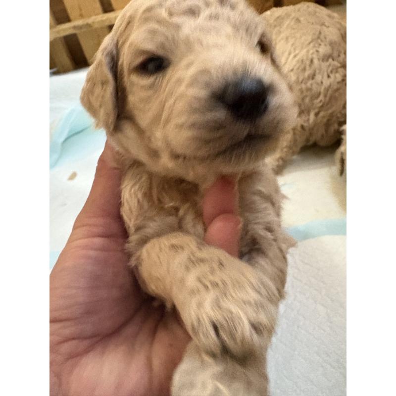 販売中の愛知県のスタンダードプードル-437223