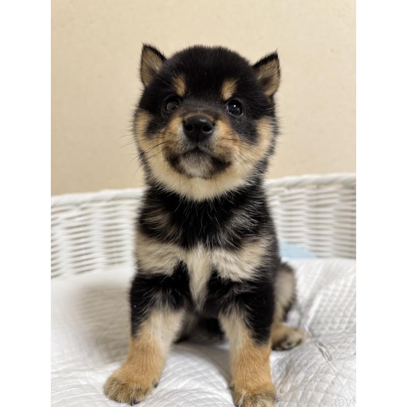 販売中の兵庫県の豆柴-438786の1枚目