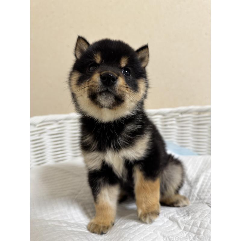 販売中の兵庫県の豆柴-438786の10枚目