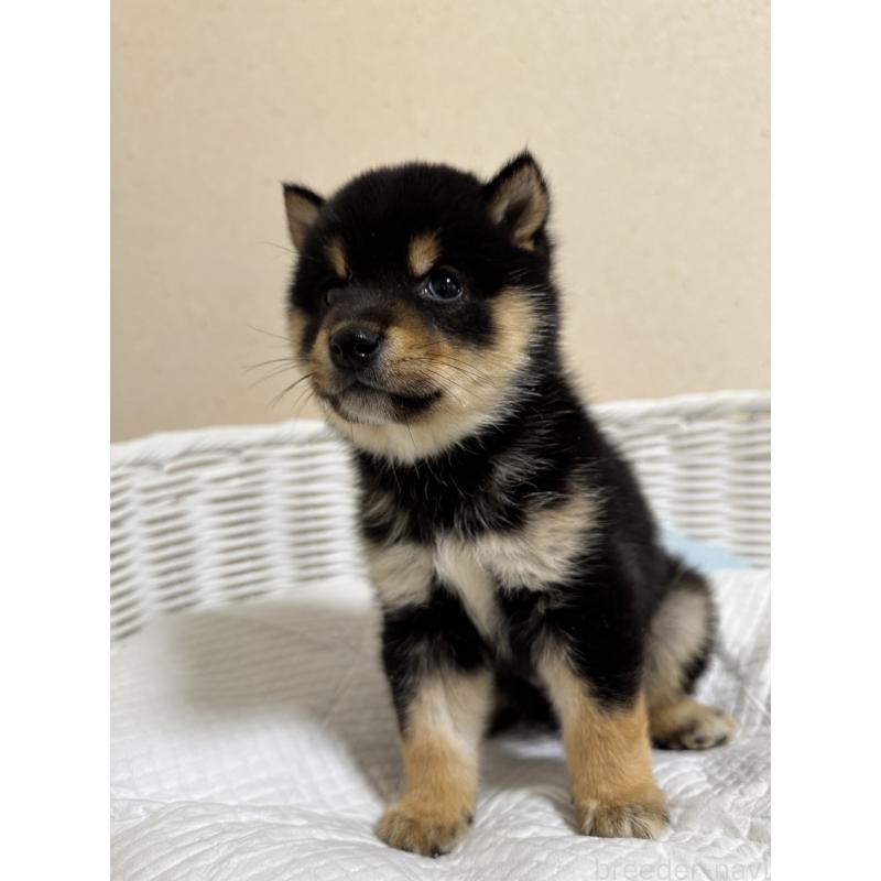 販売中の兵庫県の豆柴-438786の9枚目