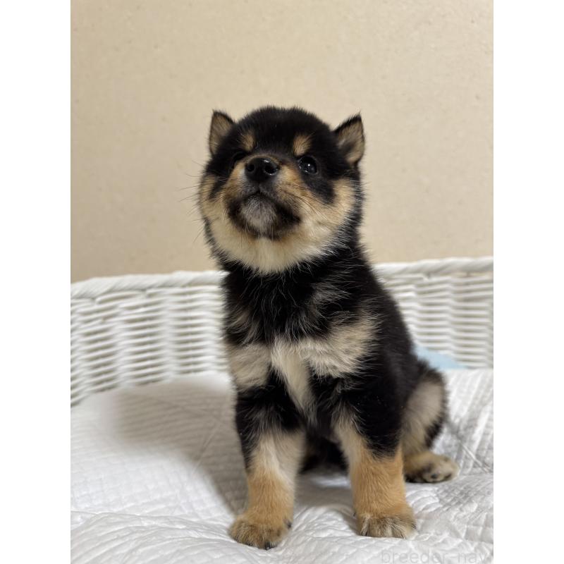 販売中の兵庫県の豆柴-438786の8枚目