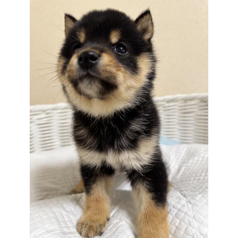 販売中の兵庫県の豆柴-438786の7枚目