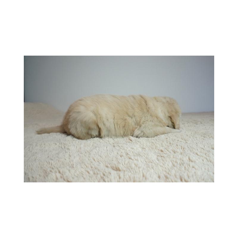 販売中の奈良県のゴールデンレトリーバー-438785の5枚目