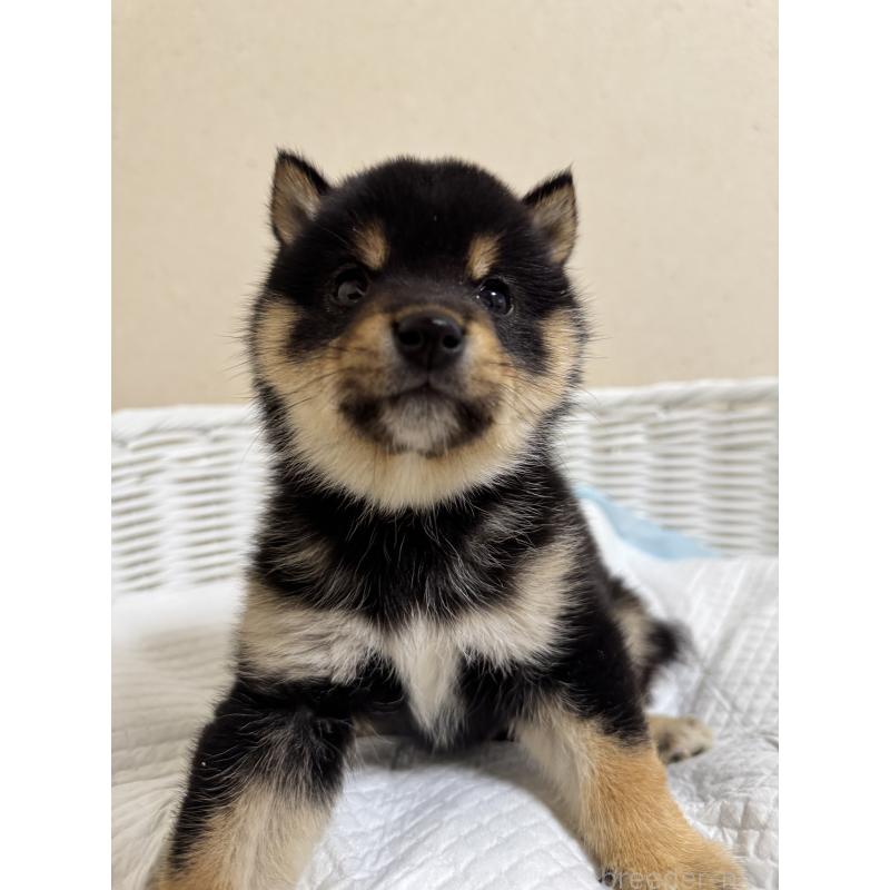 販売中の兵庫県の豆柴-438786の6枚目