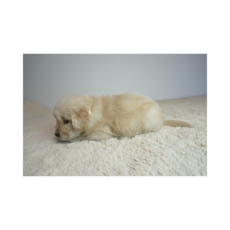 販売中の奈良県のゴールデンレトリーバー-438785の4枚目