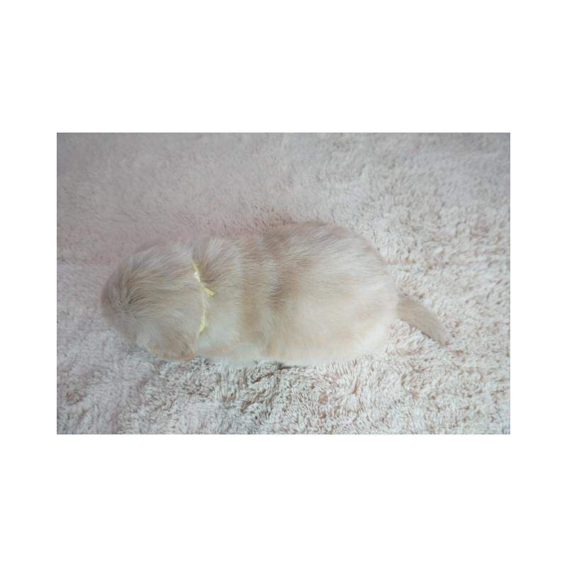 販売中の奈良県のゴールデンレトリーバー-438785の3枚目