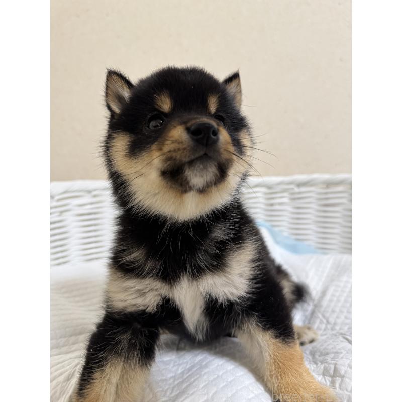 販売中の兵庫県の豆柴-438786の5枚目