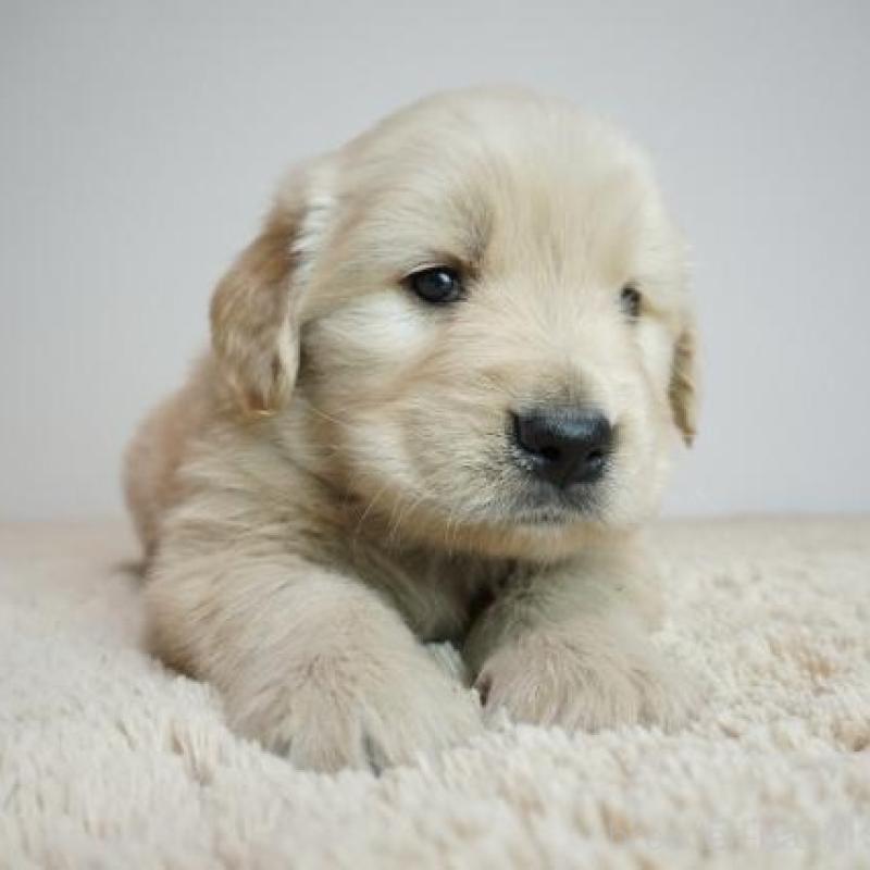 販売中の奈良県のゴールデンレトリーバー-438785の1枚目