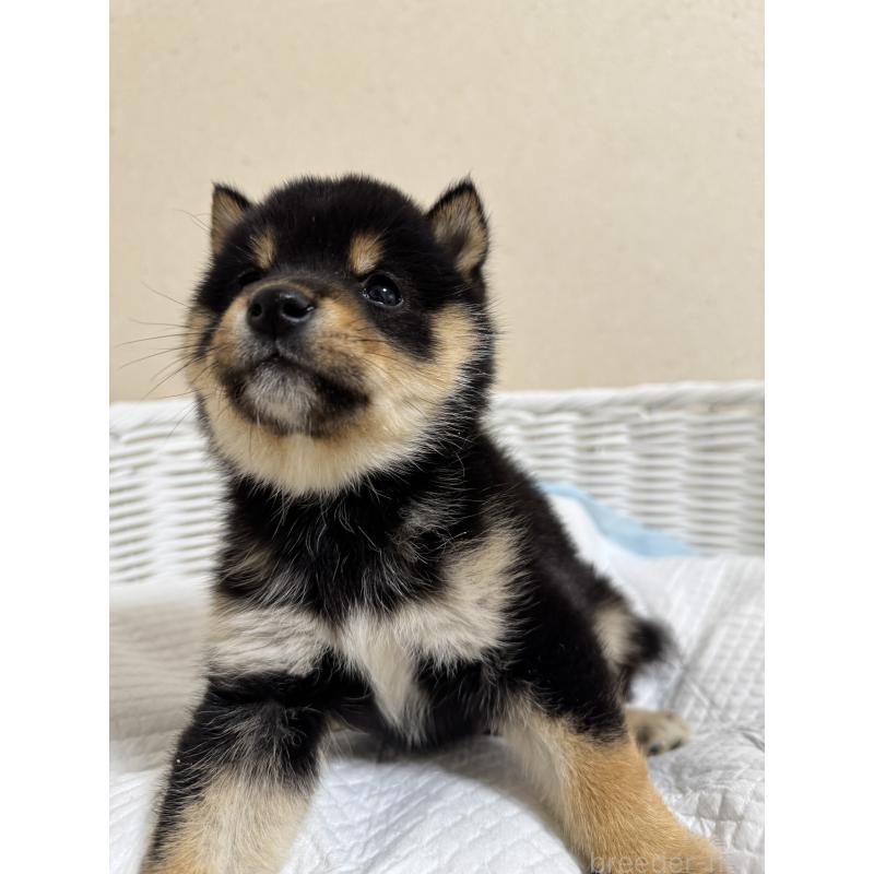 販売中の兵庫県の豆柴-438786の4枚目