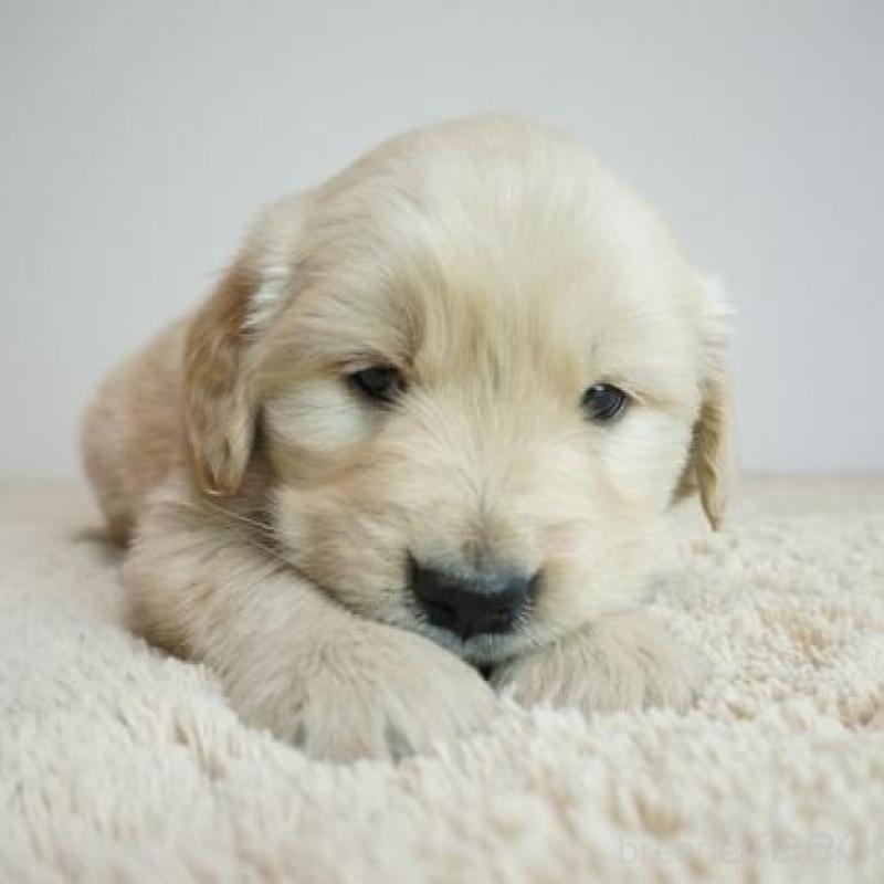 販売中の奈良県のゴールデンレトリーバー-438785の2枚目