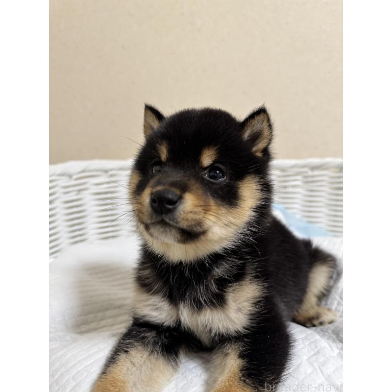 販売中の兵庫県の豆柴-438786の2枚目