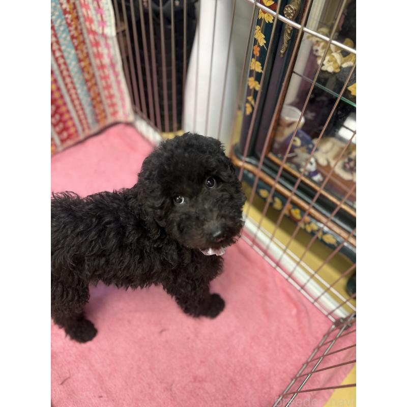 販売中の福岡県のスタンダードプードル-438787の5枚目