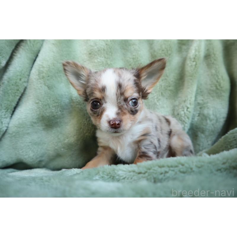 販売中の東京都のチワワ(ロングコート)-438788の5枚目