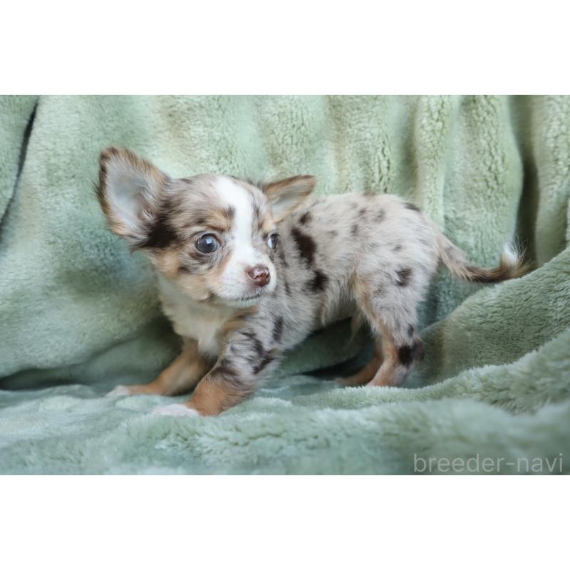 販売中の東京都のチワワ(ロングコート)-438788の4枚目