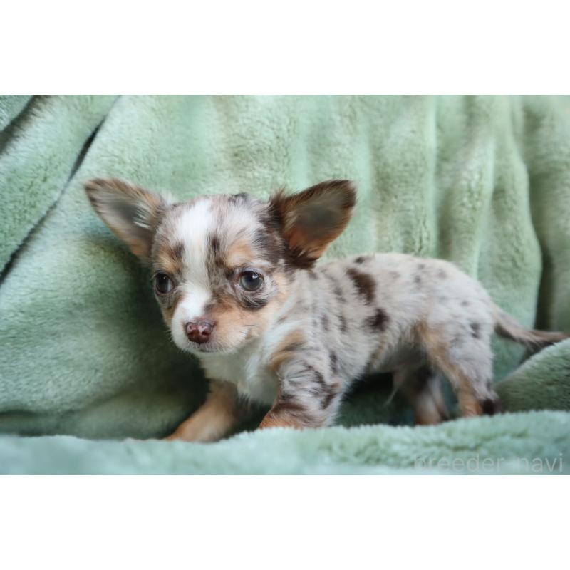 販売中の東京都のチワワ(ロングコート)-438788の3枚目