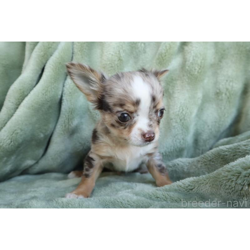 販売中の東京都のチワワ(ロングコート)-438788の2枚目