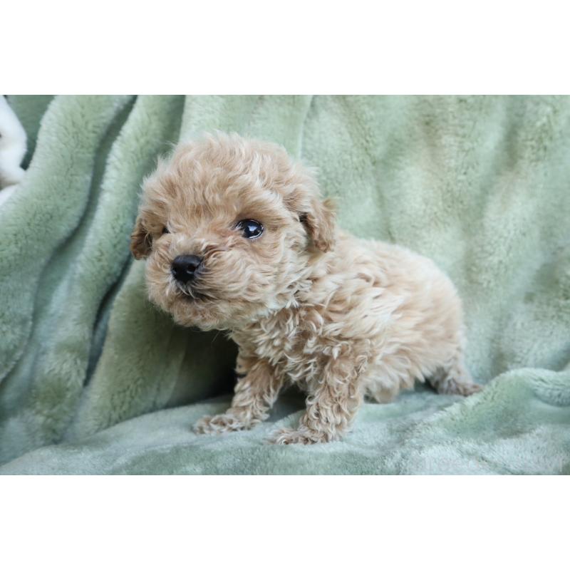 販売中の東京都のトイプードル-438789の5枚目