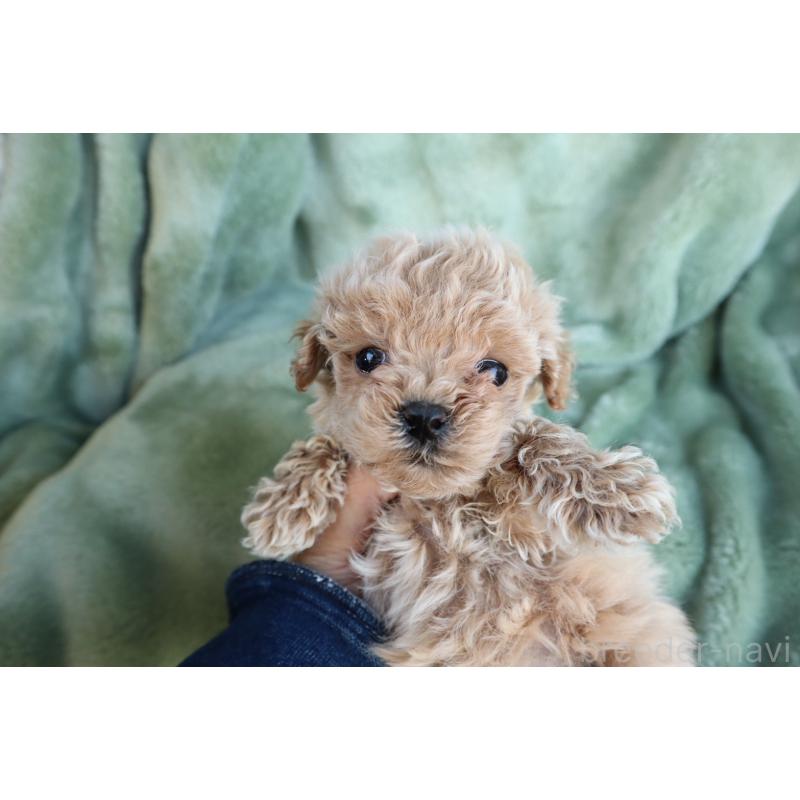 販売中の東京都のトイプードル-438789の4枚目