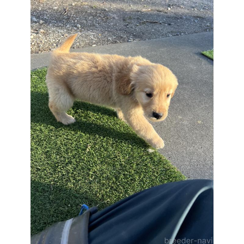 販売中の静岡県のゴールデンレトリーバー-432601の5枚目