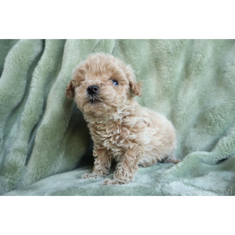 販売中の東京都のトイプードル-438789の3枚目