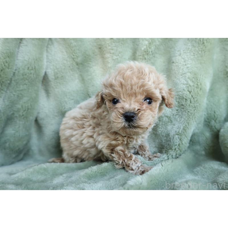 販売中の東京都のトイプードル-438789の2枚目