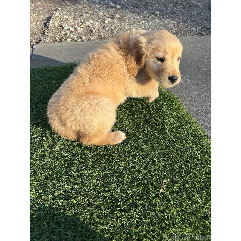 販売中の静岡県のゴールデンレトリーバー-432601の3枚目