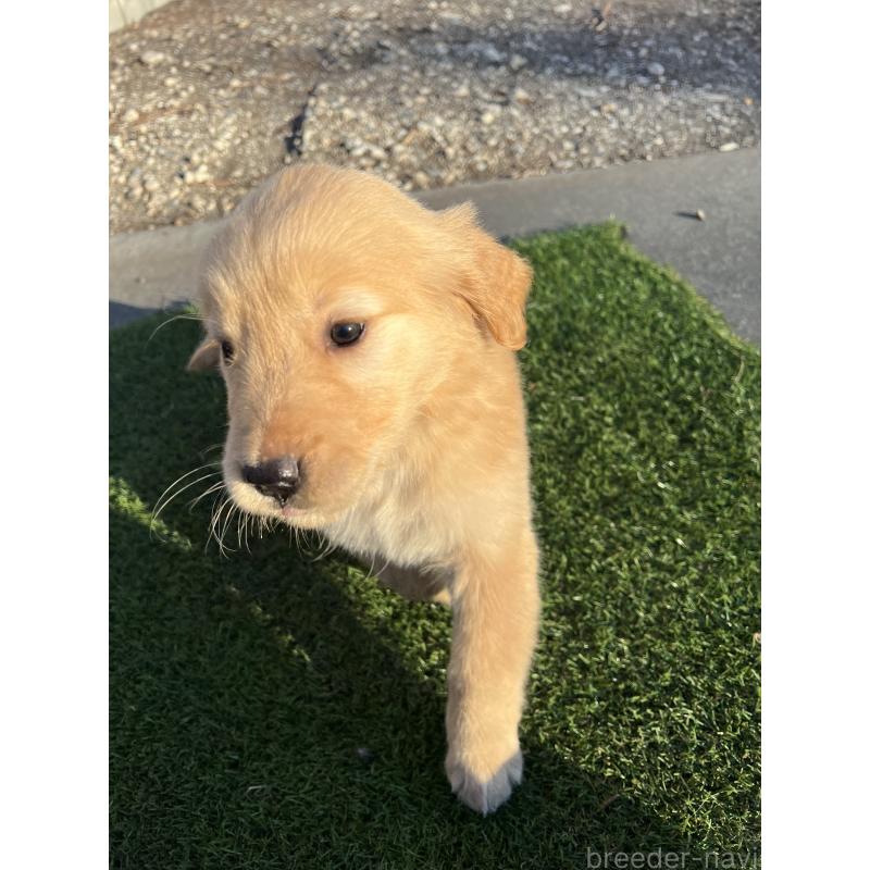 販売中の静岡県のゴールデンレトリーバー-432601の2枚目