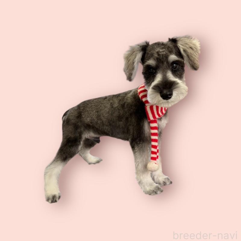 成約済の愛媛県のミニチュアシュナウザー-427272の3枚目