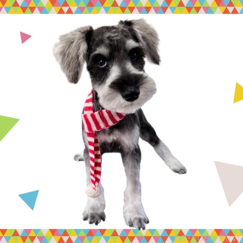 販売中の愛媛県のミニチュアシュナウザー-427272