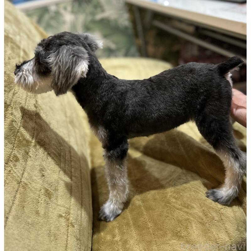 成約済の愛媛県のミニチュアシュナウザー-427272の2枚目