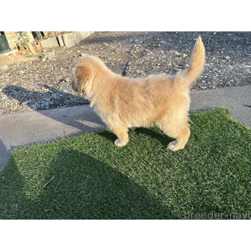 販売中の静岡県のゴールデンレトリーバー-432597の6枚目