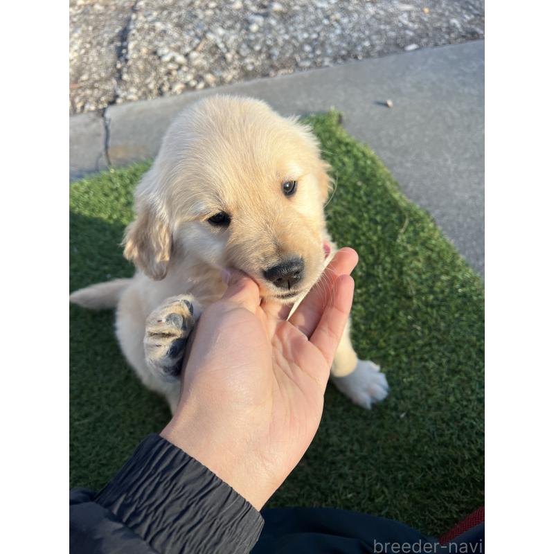 販売中の静岡県のゴールデンレトリーバー-432597の4枚目