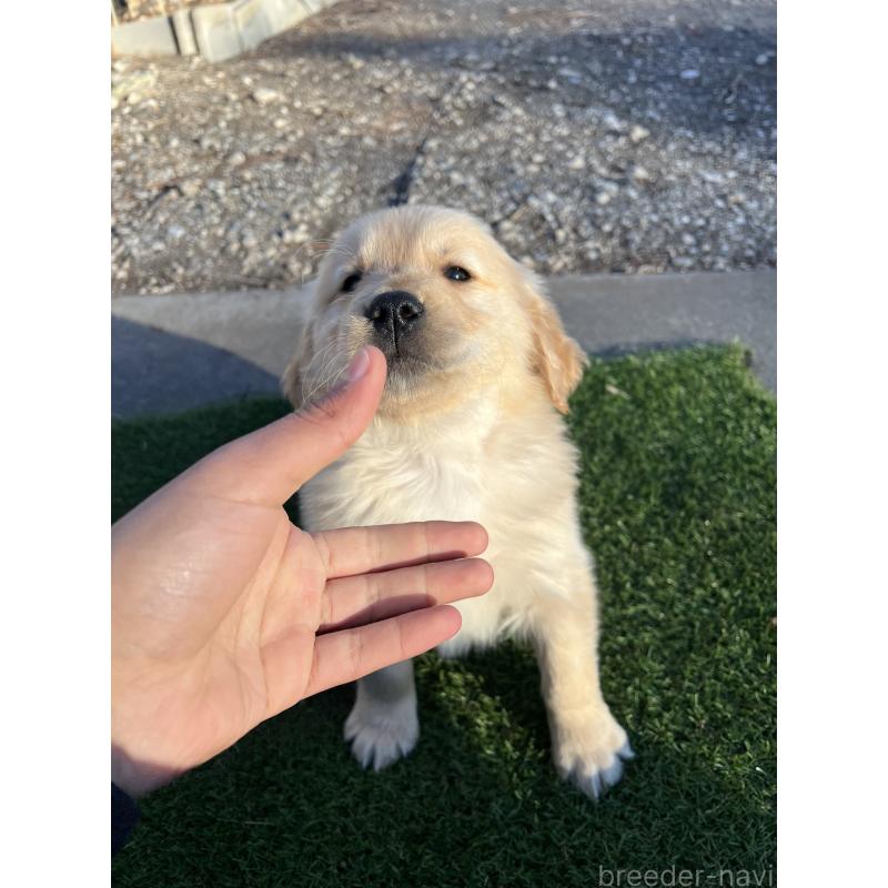 販売中の静岡県のゴールデンレトリーバー-432597の3枚目