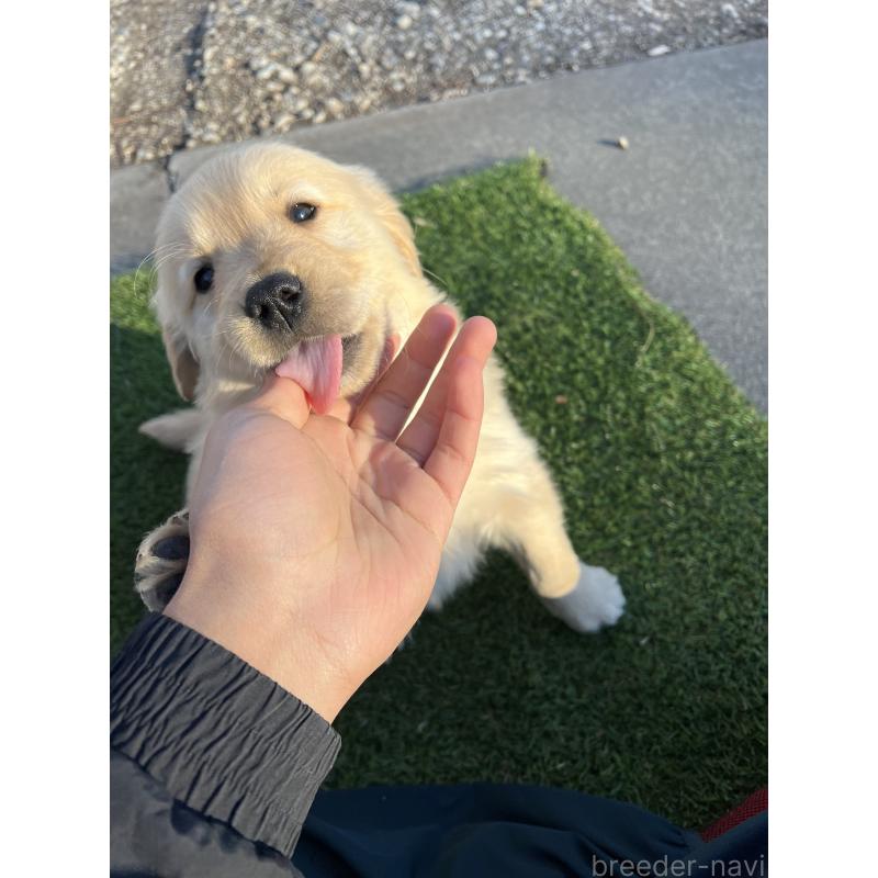 販売中の静岡県のゴールデンレトリーバー-432597の2枚目