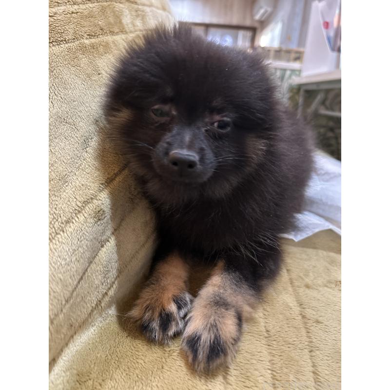 販売中の愛媛県のポメラニアン-427278の4枚目