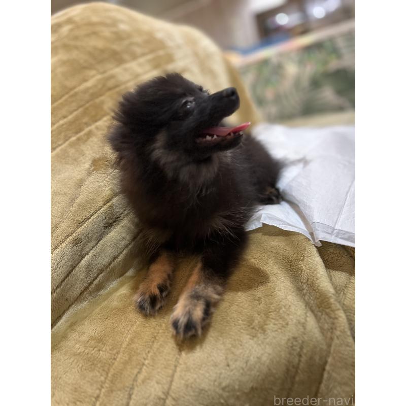 販売中の愛媛県のポメラニアン-427278の3枚目