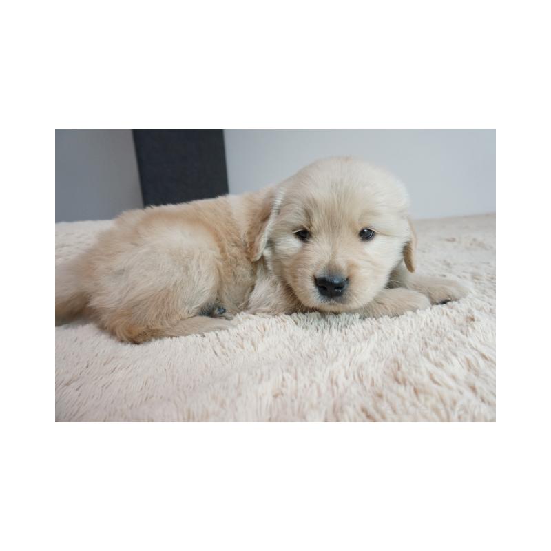 販売中の奈良県のゴールデンレトリーバー-438790の4枚目