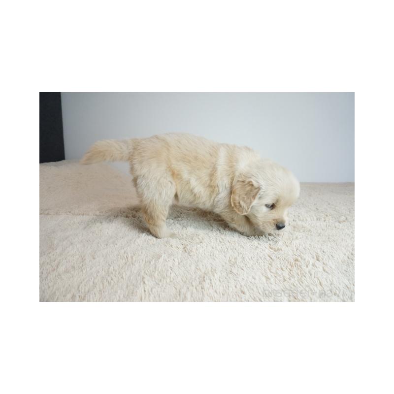 販売中の奈良県のゴールデンレトリーバー-438790の5枚目