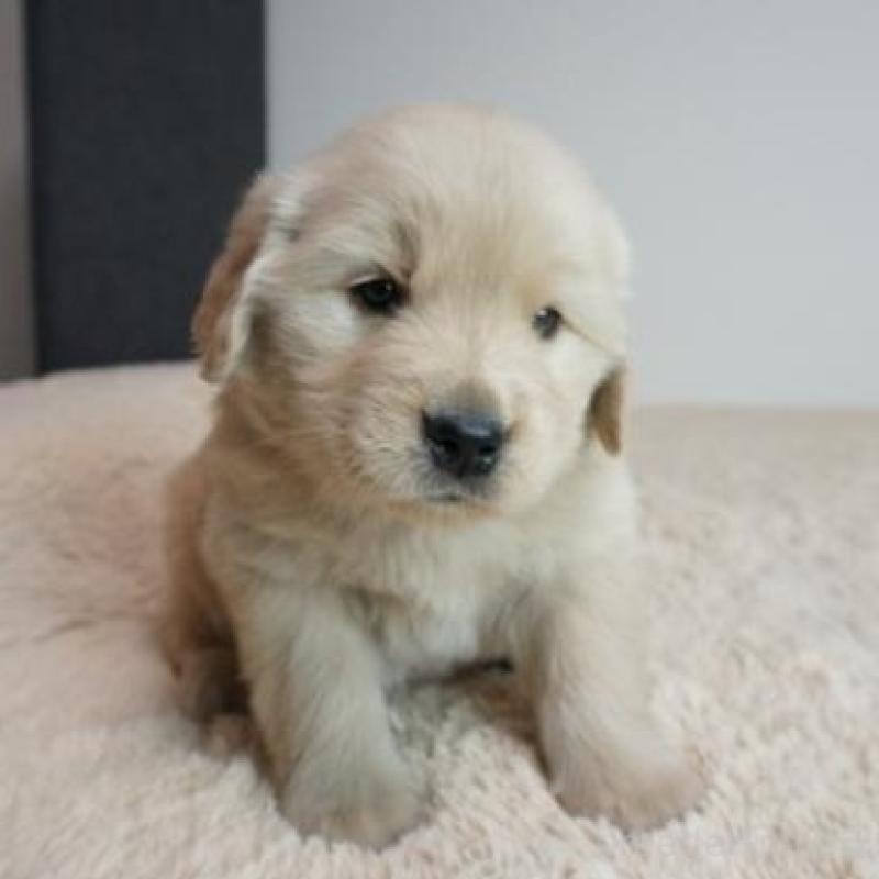 販売中の奈良県のゴールデンレトリーバー-438790