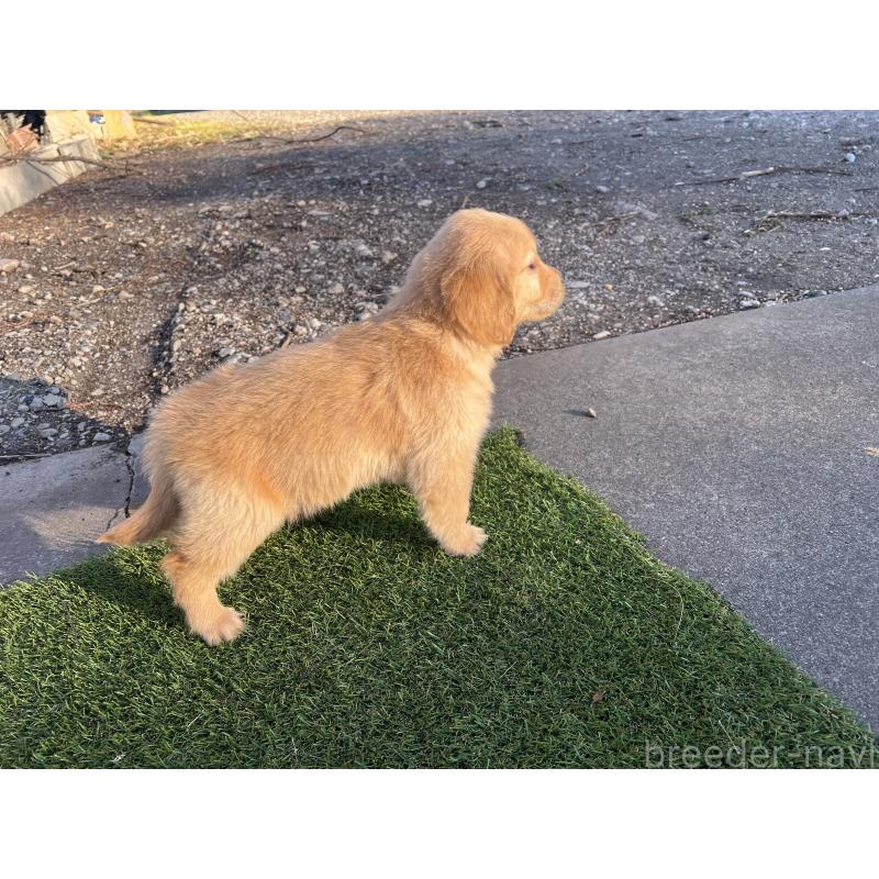 成約済の静岡県のゴールデンレトリーバー-432603の6枚目