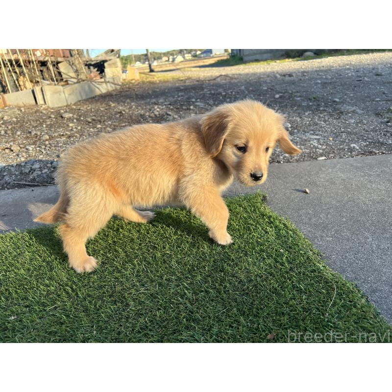 成約済の静岡県のゴールデンレトリーバー-432603の4枚目