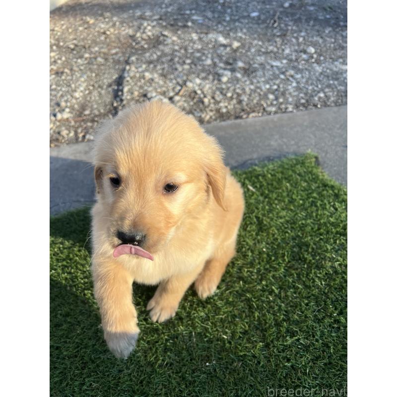 成約済の静岡県のゴールデンレトリーバー-432603の2枚目